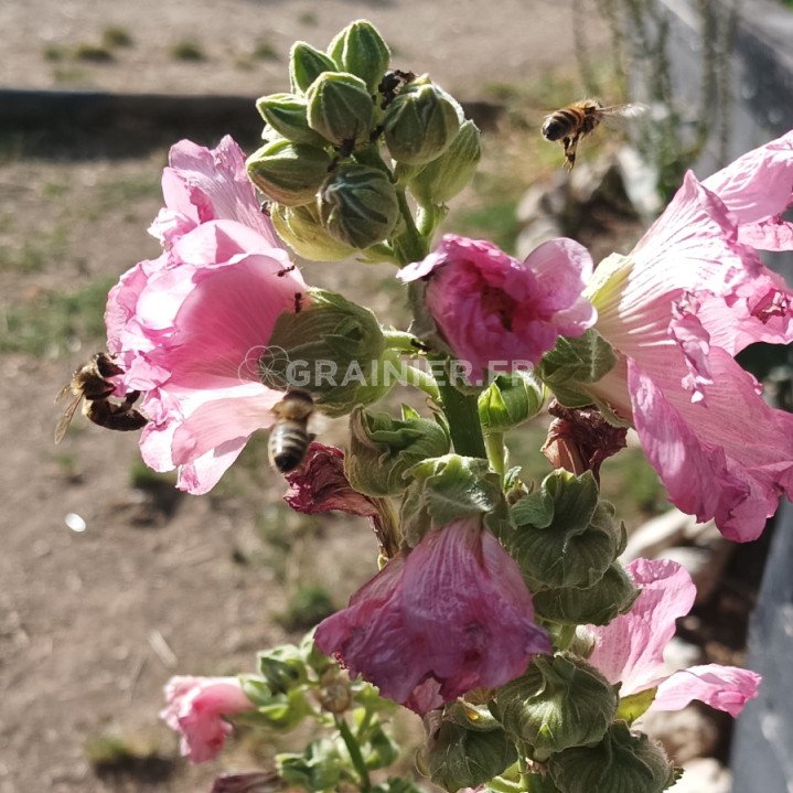 Rose trémière, Alcea rosea, Althaea rosea, primerose mélange image